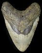 Bargain Megalodon Tooth - North Carolina #45504-1